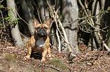 BOULEDOGUE FRANCAIS 092